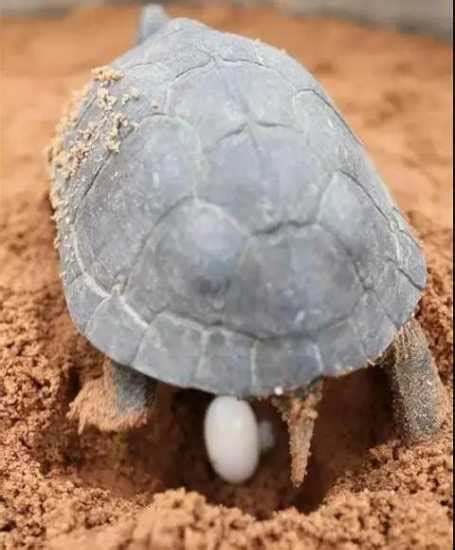 烏龜懷孕怎麼看 跳蚤存活時間